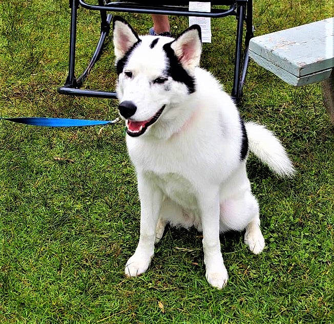 Dakota is registered to the contest to win money with this photo: alaskan_malamute, canadian_eskimo_dog, canidae, carnivore, companion_dog, dog, dog_breed, east_siberian_laika, mammal, native_american_indian_dog, northern_inuit_dog, rare_breed_dog, sakhalin_husky, seppala_siberian_sleddog, siberian_husky, sled_dog, sporting_group, tamaskan_dog, vertebrate, working_dog