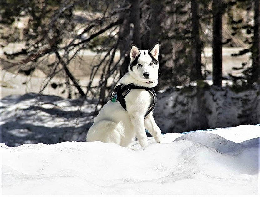 Dakota is registered to the contest to win money with this photo: alaskan_malamute, canadian_eskimo_dog, canidae, carnivore, dog, dog_breed, east_siberian_laika, labrador_husky, mammal, native_american_indian_dog, northern_inuit_dog, rare_breed_dog, sakhalin_husky, seppala_siberian_sleddog, siberian_husky, sled_dog, snow, vertebrate, winter, working_dog