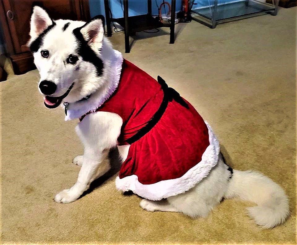 Dakota joined the competition — help win amazing prizes! alaskan_malamute, canadian_eskimo_dog, canidae, carnivore, companion_dog, design, dog, dog_breed, dog_clothes, dog_supply, fur, mammal, northern_inuit_dog, rare_breed_dog, sakhalin_husky, siberian_husky, sled_dog, snout, sporting_group, vertebrate