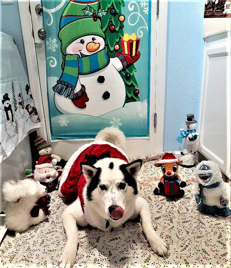 Dakota is registered to the contest to win money with this photo: canidae, carnivore, christmas_eve, dalmatian, dog, dog_breed, non_sporting_group, room, siberian_husky, snowman, sporting_group, winter
