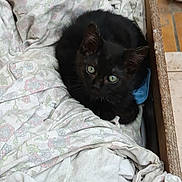 Sauron a rejoint le concours — aidez-le/la à gagner de superbes lots ! animal, bed, bedroom, blackcat, blanket, box, cat, couch, drawer, furniture, homedecor, indoors, kitten, laundry, linen, manx, pet, quilt, room, wood