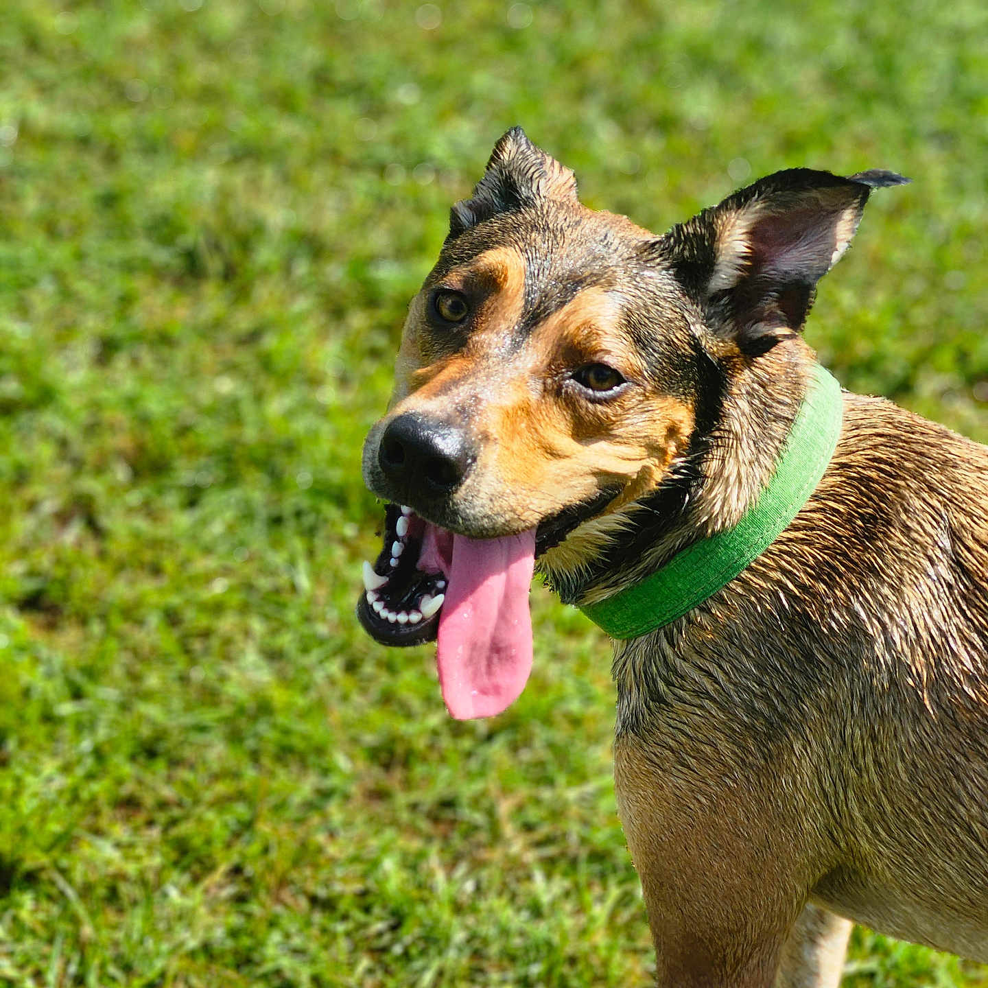 Mr.fugu joined the competition — help win amazing prizes! accessories, animal, ball, bodypart, canine, chihuahua, dog, grass, hound, mouth, outdoors, person, pet, plant, puppy, sport, strap, tennis, tennisball, tongue