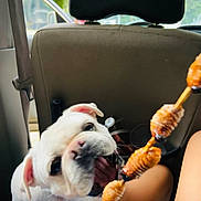 Gypsy joined the competition — help win amazing prizes! bulldog, dog, pet, animal, skewer, food, car_interior, seat, person, legs, white_dog, open_mouth, eating, playful, closeup, indoor, window, seatbelt, hand, summer_clothes