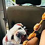 bulldog, dog, pet, animal, skewer, food, car_interior, seat, person, legs, white_dog, open_mouth, eating, playful, closeup, indoor, window, seatbelt, hand, summer_clothes