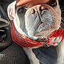 Gypsy joined the competition — help win amazing prizes! accessory, animal, bandana, canine, cap, car_interior, close_up, cute, dog, domestic_animal, expression, fur, paw, pet, portrait, seat, sitting, snout, sunlight, whiskers