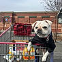 Gypsy is registered to the contest to win money with this photo: animal, bag, building, canine, clothing, concrete, daylight, dog, grocery, leash, mammal, metal, orange_juice, outdoor, parking_lot, pet, pug, shopping_cart, tree, urban