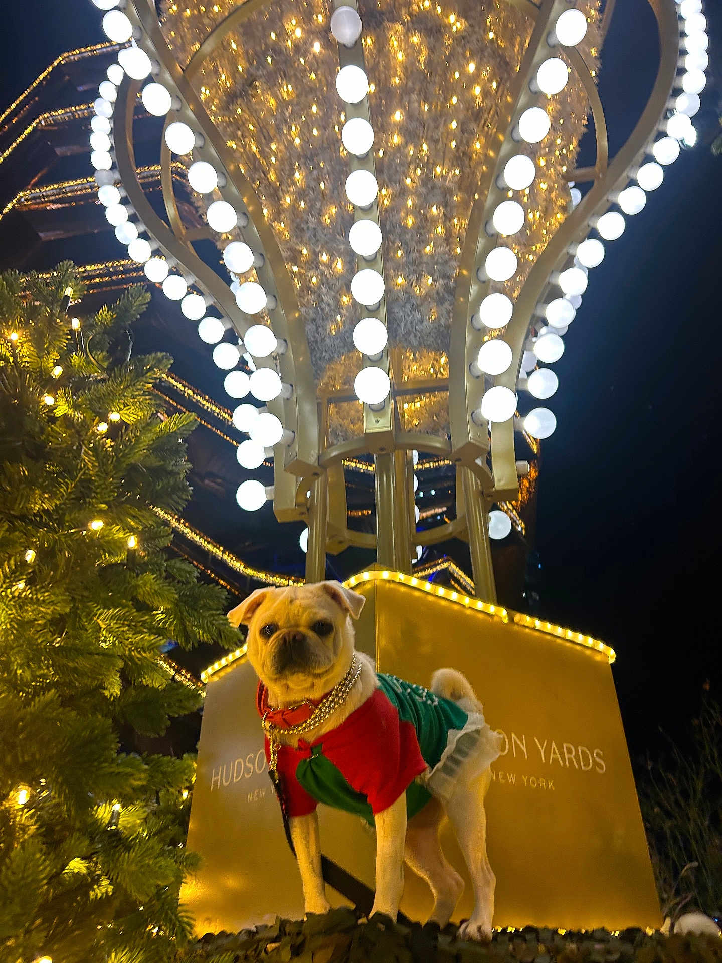 Gypsy is registered to the contest to win money with this photo: dog, pug, holiday_outfit, christmas_lights, night, festive, decorations, tree, ornaments, outdoor, celebration, cute, pet, animal, illumination, gold_lights, greenery, costume, winter, holiday