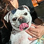 Gypsy is registered to the contest to win money with this photo: dog, white_dog, sunglasses, tongue_out, pet, happy, person, hand, ring, long_hair, indoor, sunlight, leash, clothing, smile, closeup, animal, cute, portrait, holding
