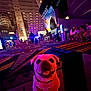 background, building_interior, carpet, collar, crowd, dog, exhibit, indoor, lights, night, people, pink_lighting, pug, purple_lighting, sitting, smiling, titanic, tongue_out, urban, vibrant_colors