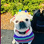 Gypsy is registered to the contest to win money with this photo: dog, white_dog, clothing, hat, pom_poms, shoes, colorful, outdoor, sunny, sidewalk, greenery, pet, cute, small_dog, collar, accessories, playful, portrait, daytime, animal