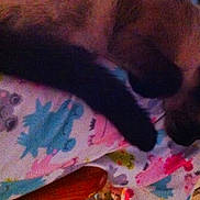 Lila is registered to the contest to win money with this photo: cat, siamese_cat, tail, blanket, animal_print, indoor, furniture, wood, floor, tile, resting, pet, domestic_animal, colorful, pattern, sleeping, cozy, home, feline, blur