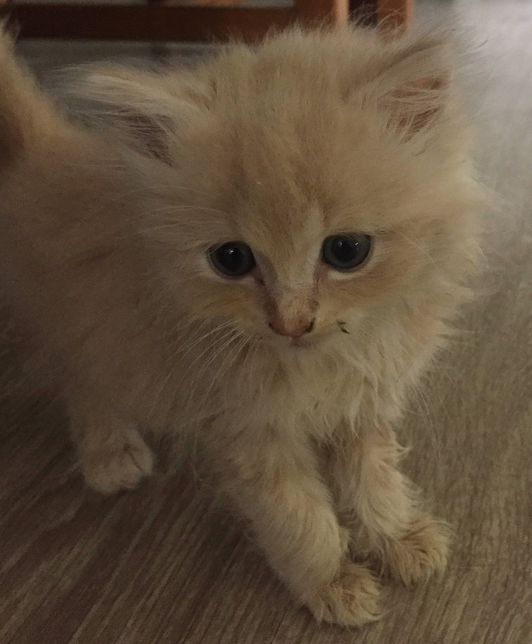 Simba participe au concours pour gagner de l'argent avec cette photo : asian_semi_longhair, british_longhair, british_semi_longhair, carnivore, cat, domestic_long_haired_cat, eye, fawn, felidae, fur, kitten, mammal, napoleon_cat, persian, ragamuffin, ragdoll, small_to_medium_sized_cats, turkish_angora, vertebrate, whiskers