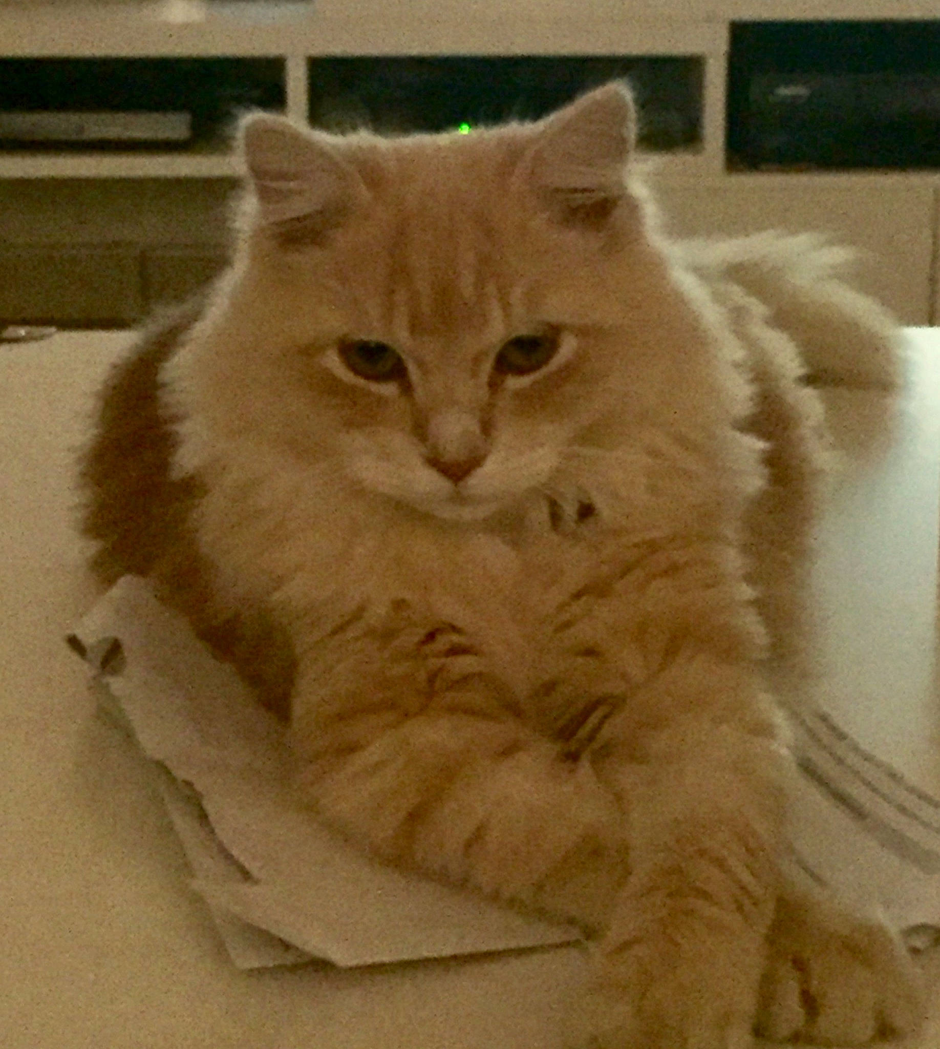 Simba participe au concours pour gagner de l'argent avec cette photo : asian, asian_semi_longhair, british_longhair, british_semi_longhair, carnivore, cat, cymric, domestic_long_haired_cat, domestic_short_haired_cat, fawn, felidae, fur, mammal, napoleon_cat, persian, ragamuffin, ragdoll, siberian, small_to_medium_sized_cats, whiskers
