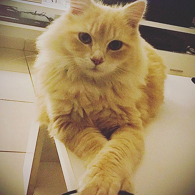 Simba
