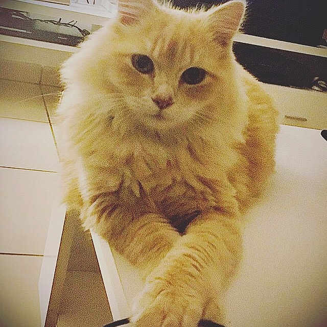 Simba