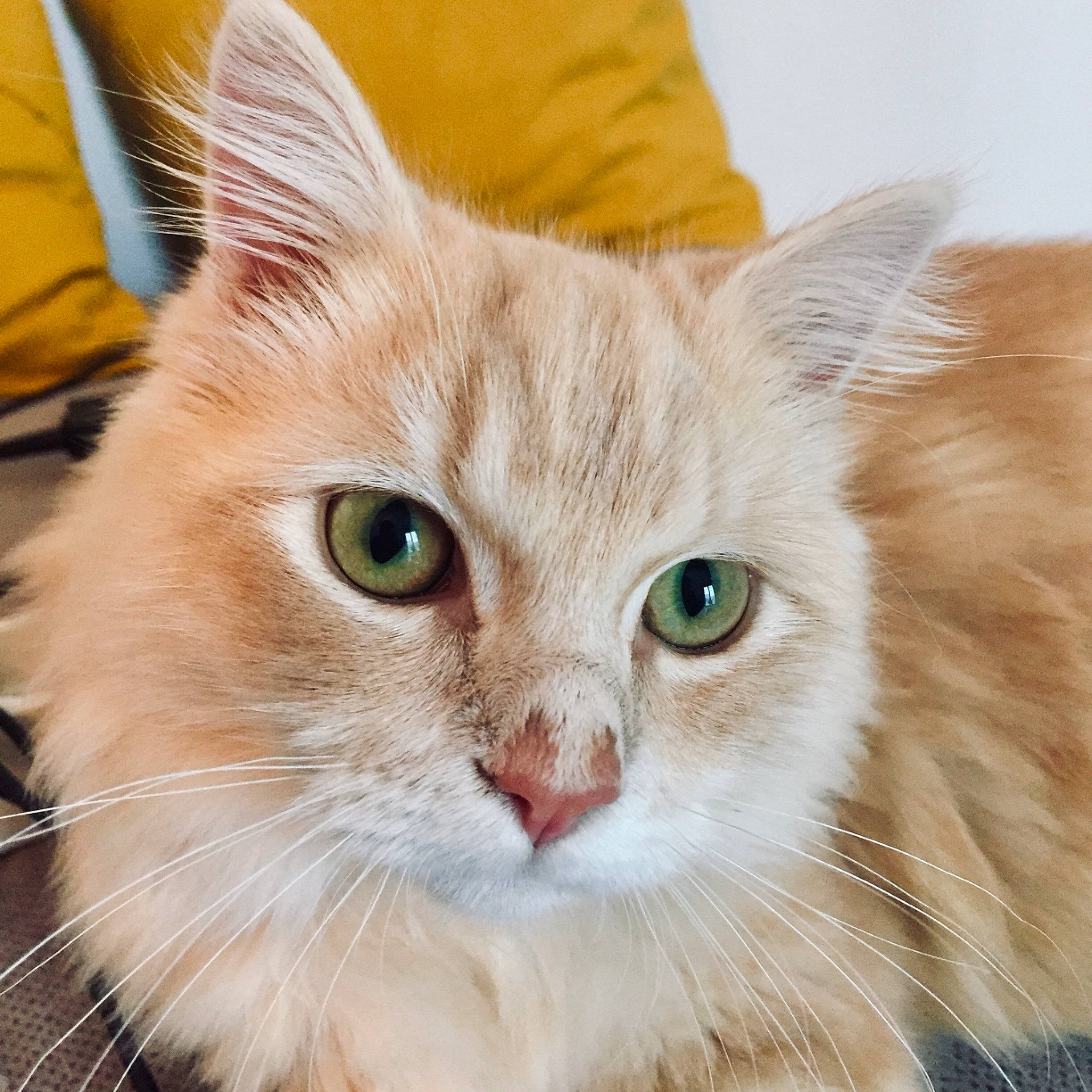 Simba a rejoint le concours — aidez-le/la à gagner de superbes lots ! asian, asian_semi_longhair, british_semi_longhair, carnivore, cat, cymric, domestic_long_haired_cat, eye, fawn, felidae, fur, maine_coon, mammal, norwegian_forest_cat, ragamuffin, siberian, small_to_medium_sized_cats, somali, vertebrate, whiskers