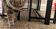 Kai is registered to the contest to win money with this photo: animal, carpet, cat, closeup, cozy, curious, domestic_cat, fluffy, furniture, gray_tabby, green_eyes, household, indoor, mammal, metal_table, pet, sweater, table, walking, whiskers
