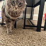 animal, carpet, cat, closeup, cozy, curious, domestic_cat, fluffy, furniture, gray_tabby, green_eyes, household, indoor, mammal, metal_table, pet, sweater, table, walking, whiskers