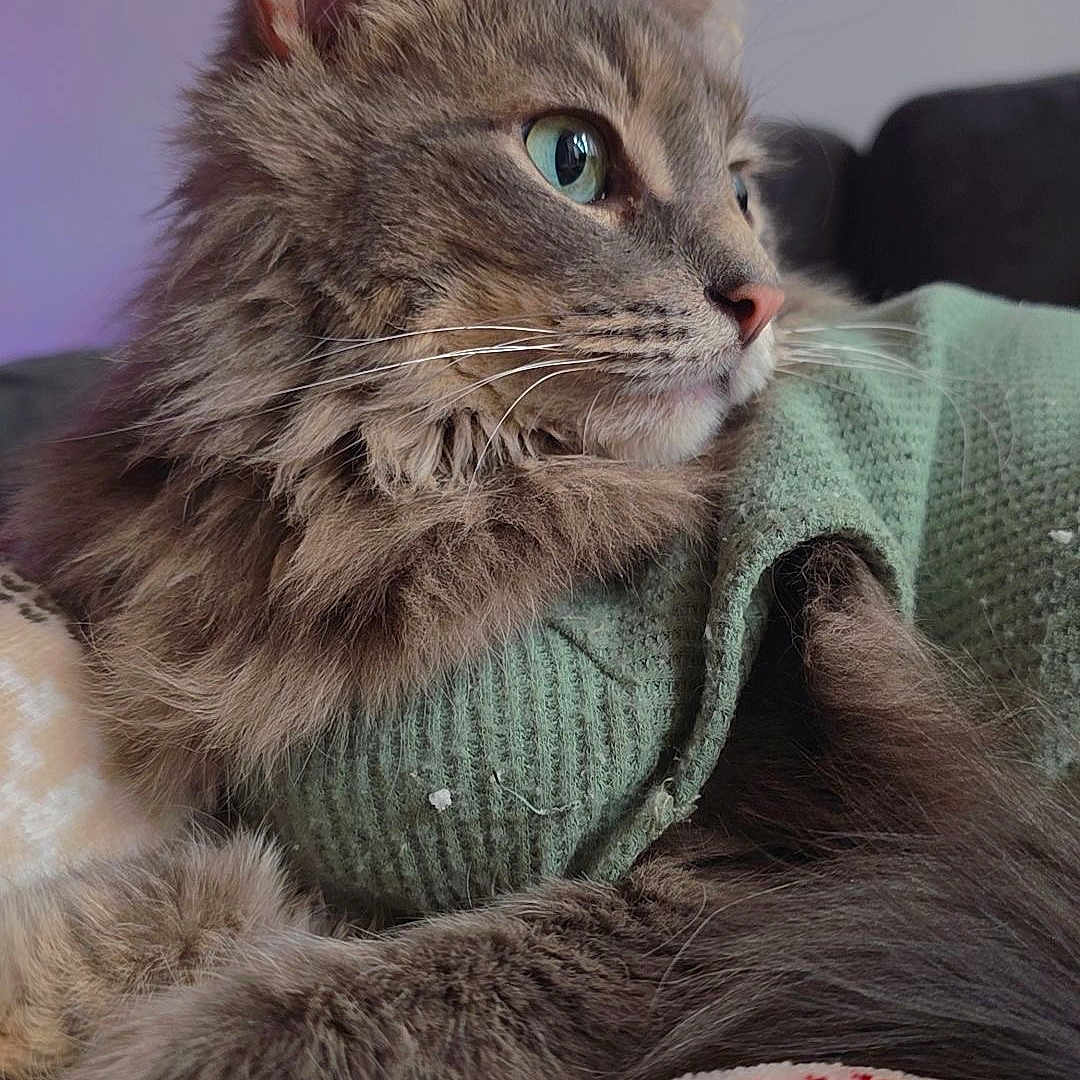 Kai joined the competition — help win amazing prizes! animal, blanket, blue_eyes, cat, closeup, cozy, cute, feline, fluffy, fur, gray, indoor, pet, portrait, relaxed, resting, side_view, soft, sweater, whiskers