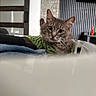 Kai joined the competition — help win amazing prizes! cat, close_up, clothing, cozy, curious, domestic_animal, furniture, gray_cat, green_shirt, guitar, household, indoor, lounging, modern_interior, pet, pile_of_clothes, portrait, relaxed, striped_shirt, television