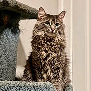 Kai is registered to the contest to win money with this photo: alert, animal, cat, cat_tree, closeup, cozy, curious, cute, domestic, ears, feline, fluffy, fur, home, indoor, pet, portrait, sitting, soft_texture, whiskers