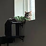 Kai is registered to the contest to win money with this photo: animal, cat, cat_tree, curious, domestic_cat, feline, fur, gray_cat, green, indoor, light, looking, pet, platform, resting, shadow, side_view, striped, striped_shirt, window
