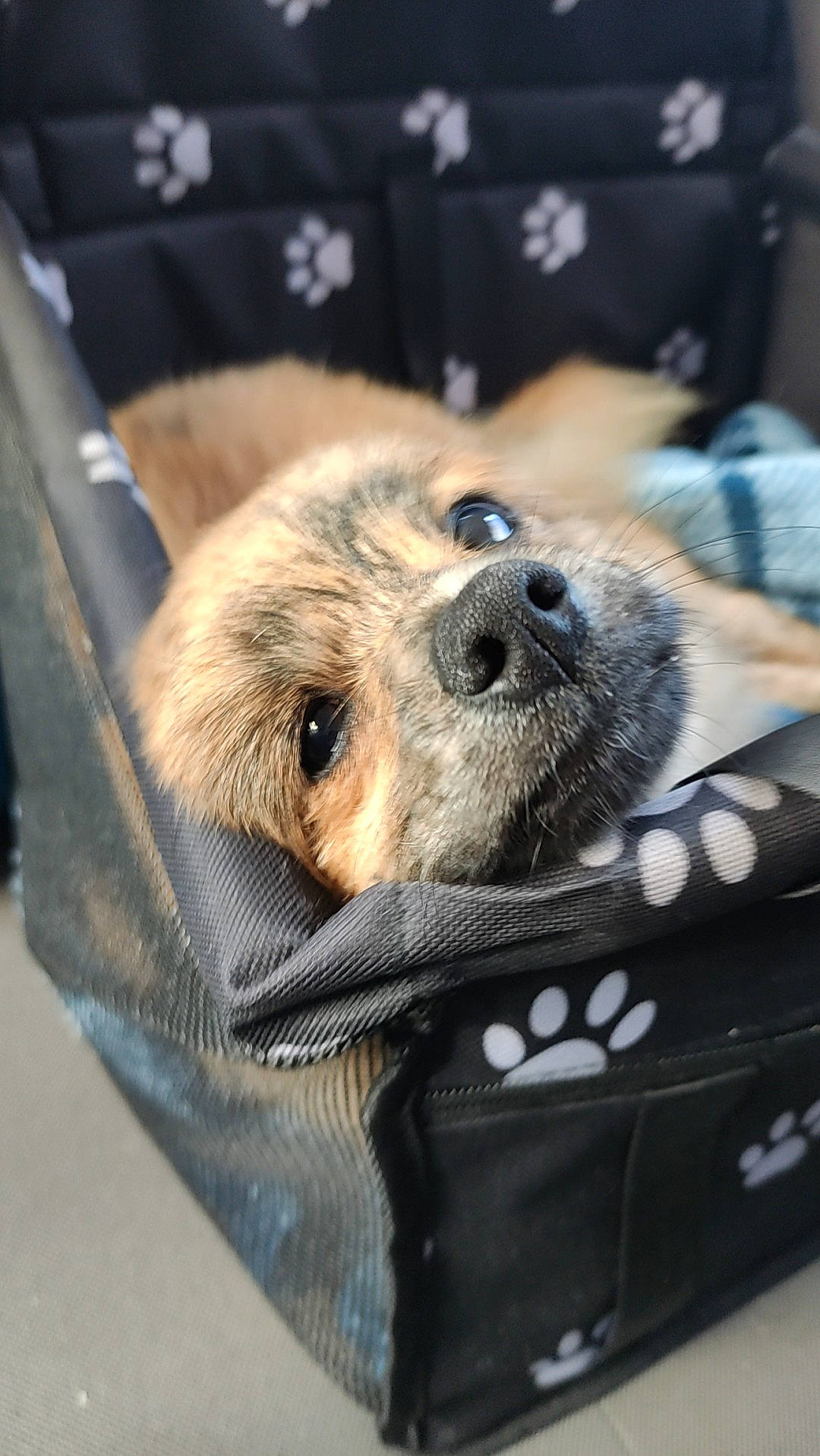 Youki a rejoint le concours — aidez-le/la à gagner de superbes lots ! canidae, carnivore, claw, collar, comfort, companion_dog, couch, dog, dog_breed, fawn, fur, linens, mammal, paw, snout, sporting_group, street_dog, textile, vertebrate, whiskers