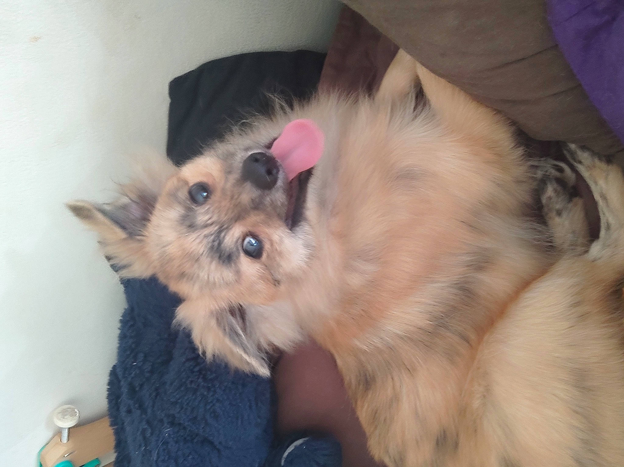 Youki participe au concours pour gagner de l'argent avec cette photo : canidae, carnivore, claw, comfort, companion_dog, dog_breed, fawn, felidae, fur, german_spitz, paw, pomeranian, small_to_medium_sized_cats, snout, spitz, sporting_group, tail, terrier, toy_dog, whiskers