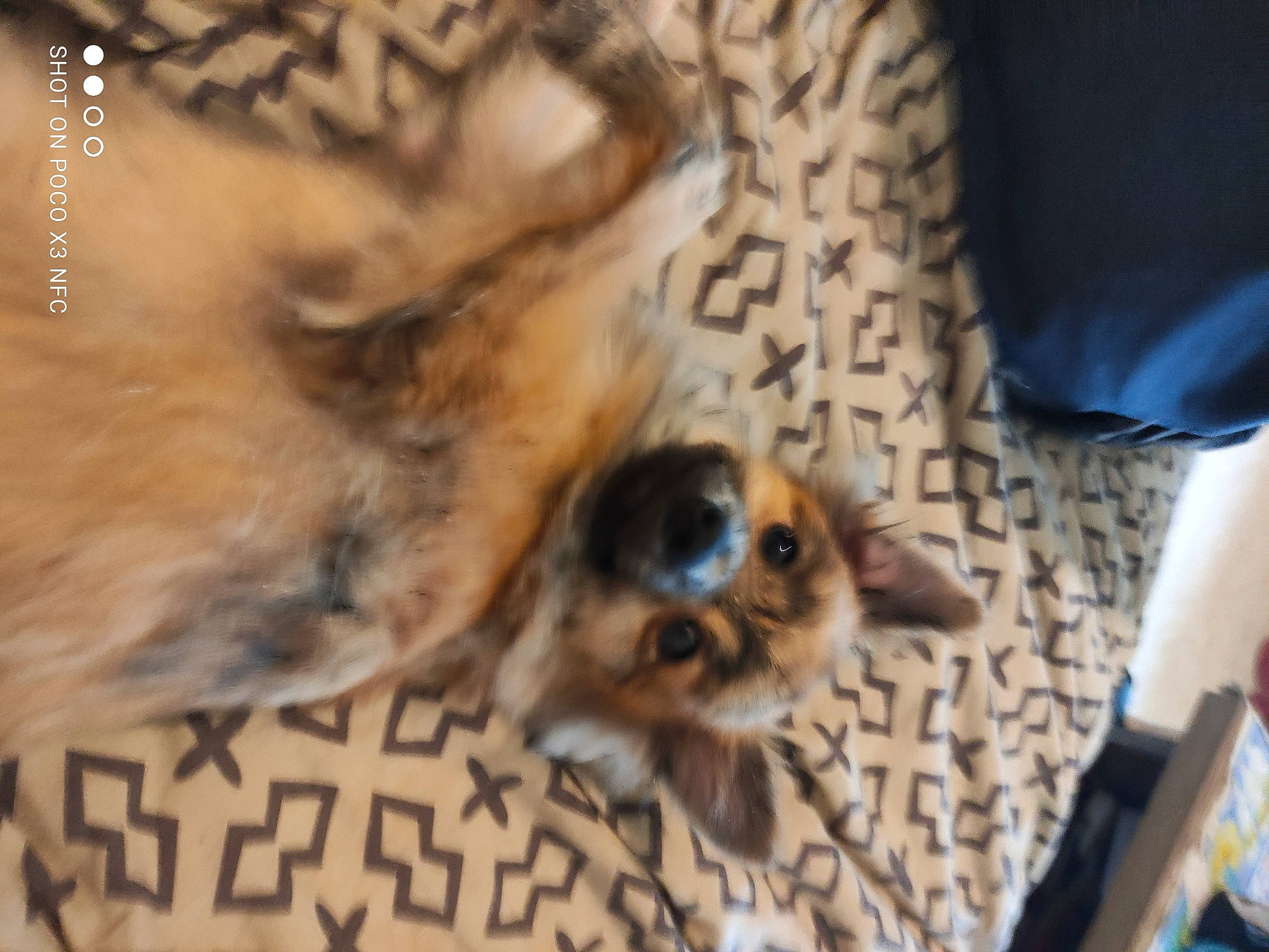 Youki participe au concours pour gagner de l'argent avec cette photo : big_cats, canidae, carnivore, companion_dog, dog, dog_breed, fawn, felidae, flooring, fur, paw, small_to_medium_sized_cats, snout, sporting_group, tail, terrestrial_animal, toy_dog, whiskers, wood, working_animal