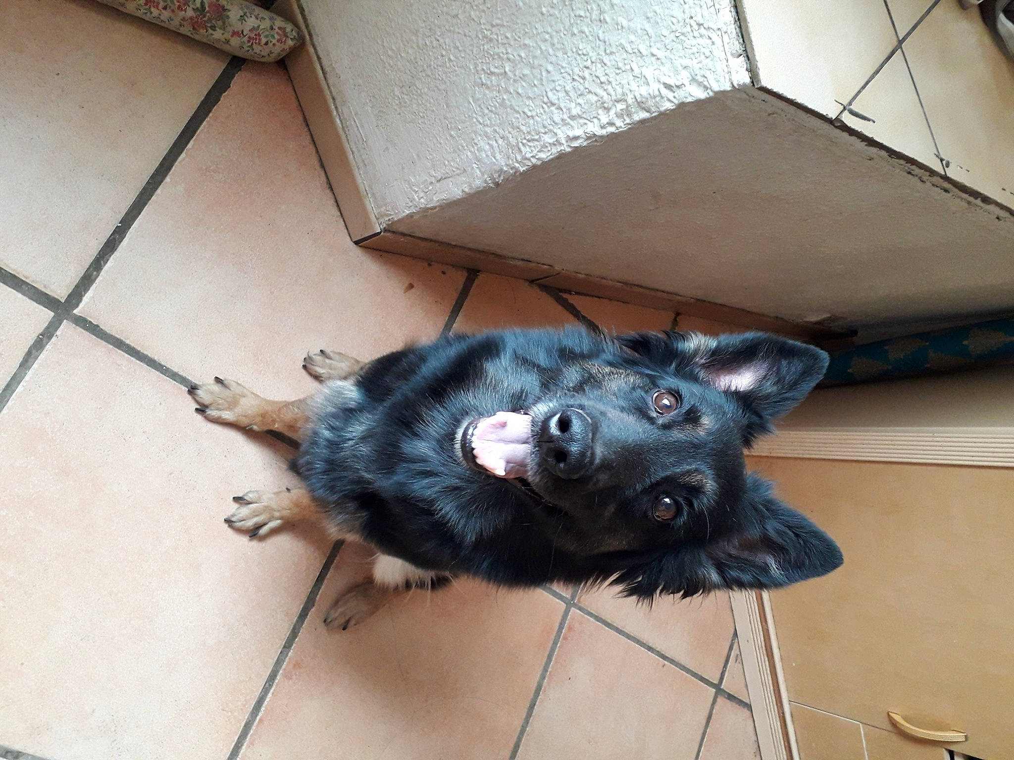 Castiel participe au concours pour gagner de l'argent avec cette photo : canidae, carnivore, dog, dog_breed, mammal, snout, sporting_group, vertebrate