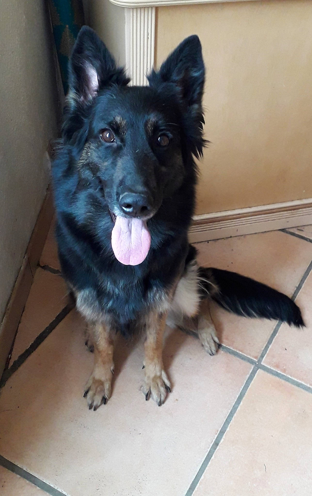 Castiel participe au concours pour gagner de l'argent avec cette photo : belgian_shepherd, bohemian_shepherd, canidae, carnivore, dog, dog_breed, groenendael, king_shepherd, mammal, mudi, rare_breed_dog, shiloh_shepherd_dog, snout, tervuren, vertebrate