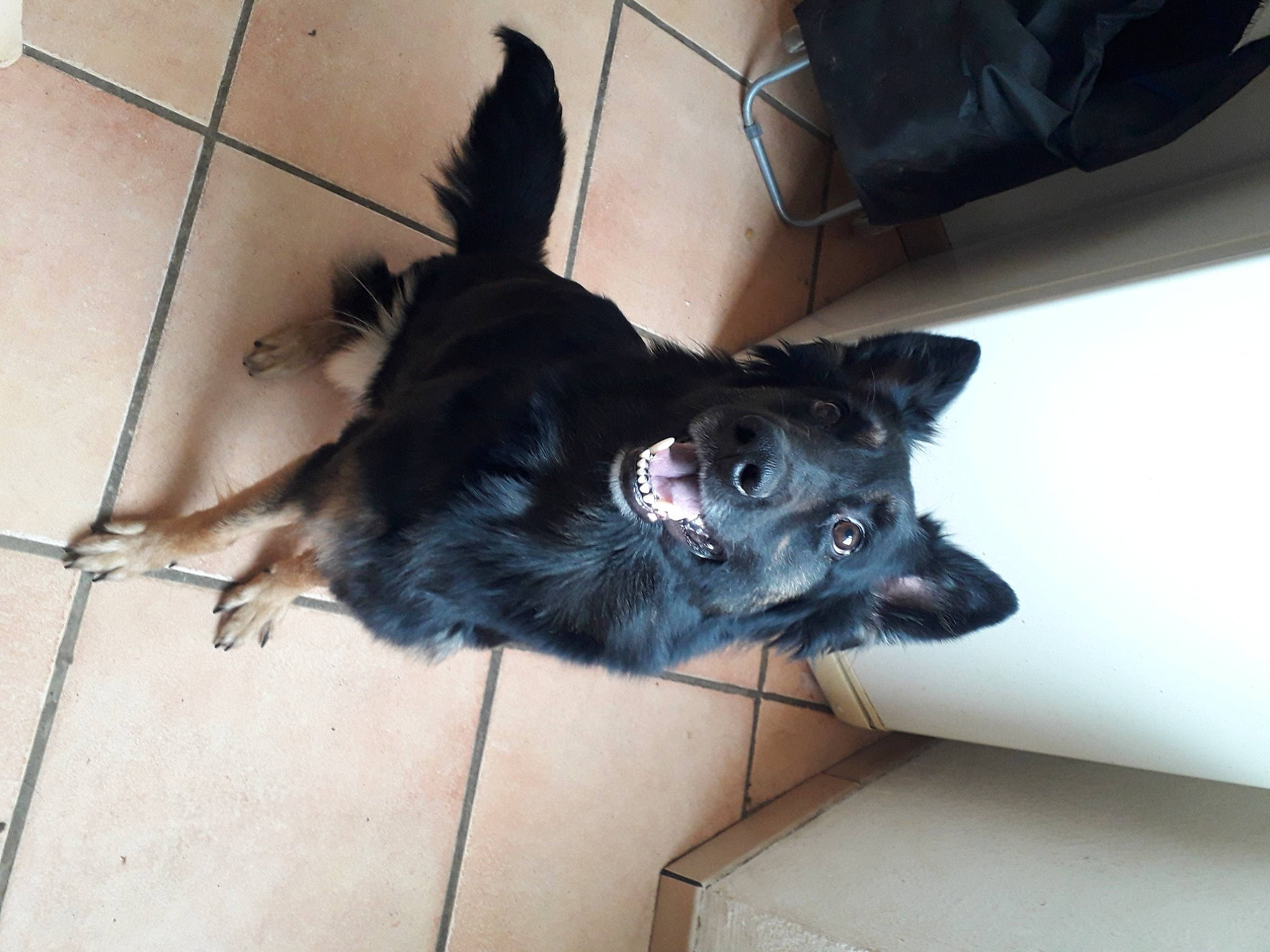 Castiel participe au concours pour gagner de l'argent avec cette photo : canidae, carnivore, dog, dog_breed, ear, mammal, puppy, sporting_group, tail