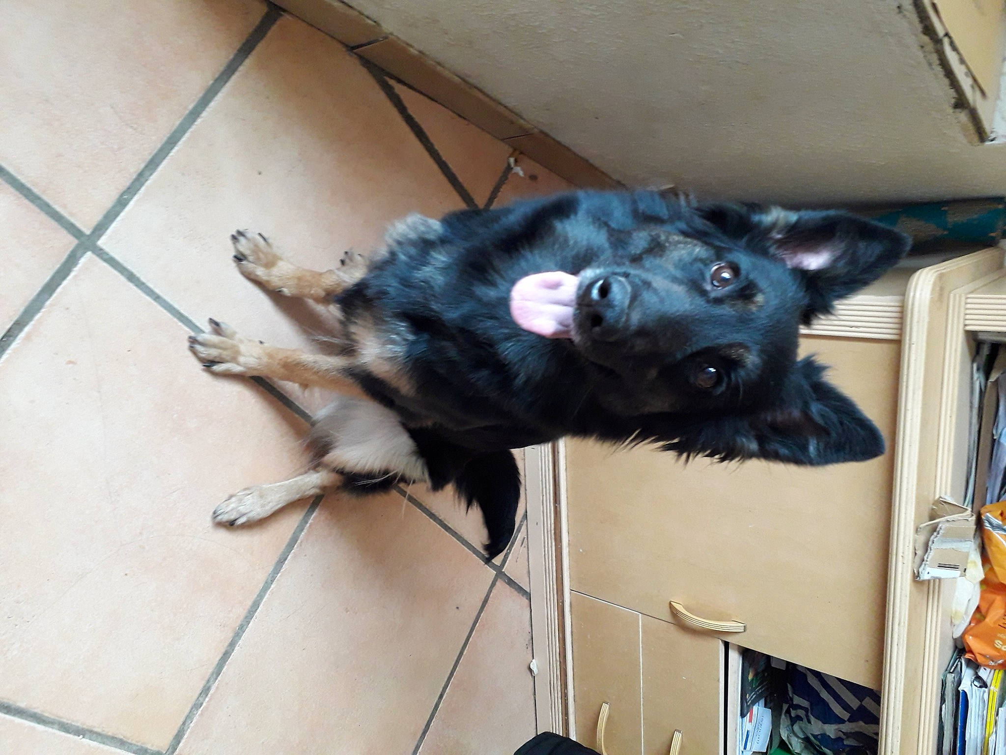 Castiel a rejoint le concours — aidez-le/la à gagner de superbes lots ! canidae, carnivore, dog, dog_breed, mudi, sporting_group