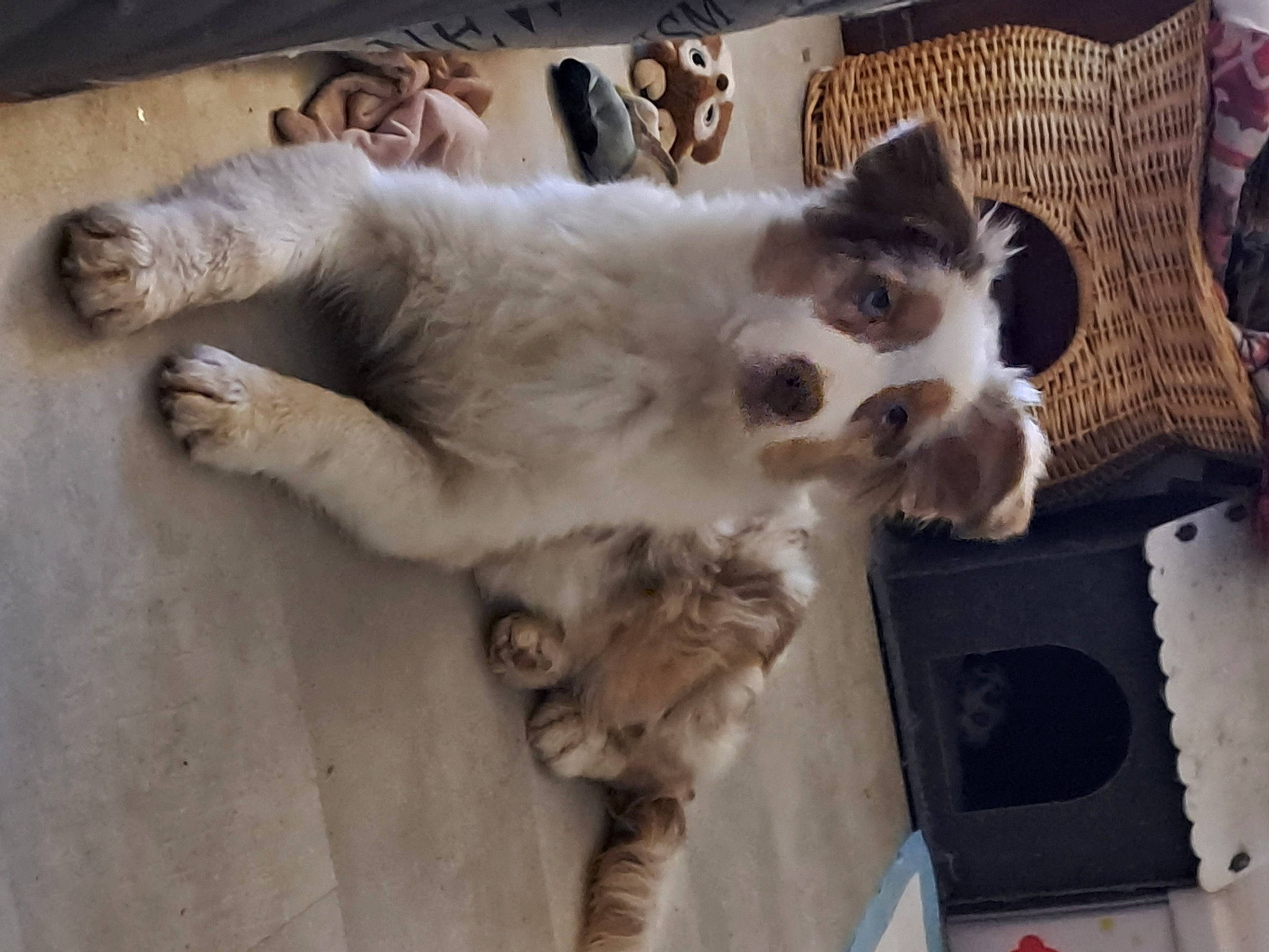 Daisy a rejoint le concours — aidez-le/la à gagner de superbes lots ! canidae, carnivore, cat, claw, comfort, companion_dog, dog_breed, domestic_short_haired_cat, fawn, felidae, fur, paw, small_to_medium_sized_cats, snout, sporting_group, tail, terrestrial_animal, whiskers, wood