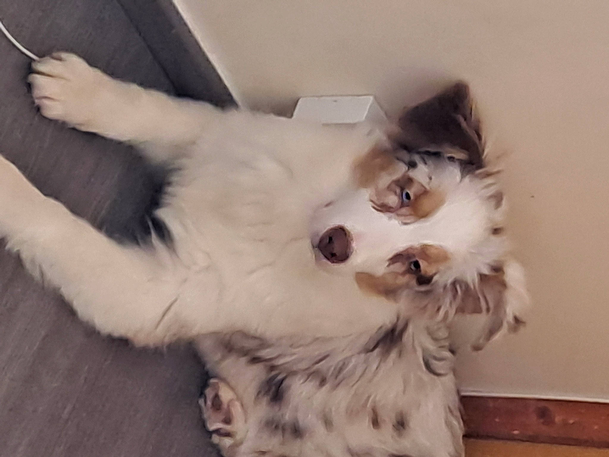 Daisy a rejoint le concours — aidez-le/la à gagner de superbes lots ! canidae, carnivore, comfort, companion_dog, dog, dog_breed, fang, fawn, felidae, flooring, fur, hardwood, paw, small_to_medium_sized_cats, snout, sporting_group, tail, terrestrial_animal, whiskers, working_animal