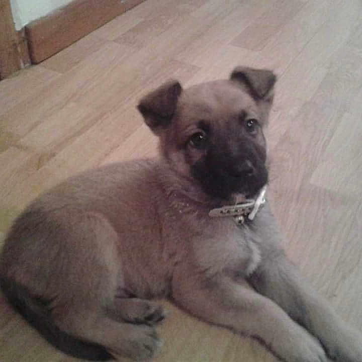 Junior