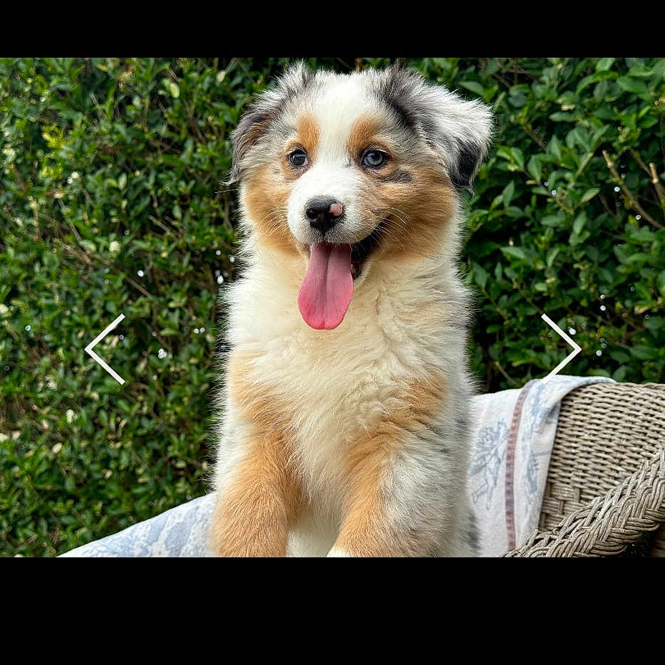 Ruby participe au concours pour gagner de l'argent avec cette photo : accessories, animal, ball, bodypart, canine, collie, dog, eskimodog, goldenretriever, grass, husky, mouth, person, pet, plant, puppy, strap, terrier, text, tongue