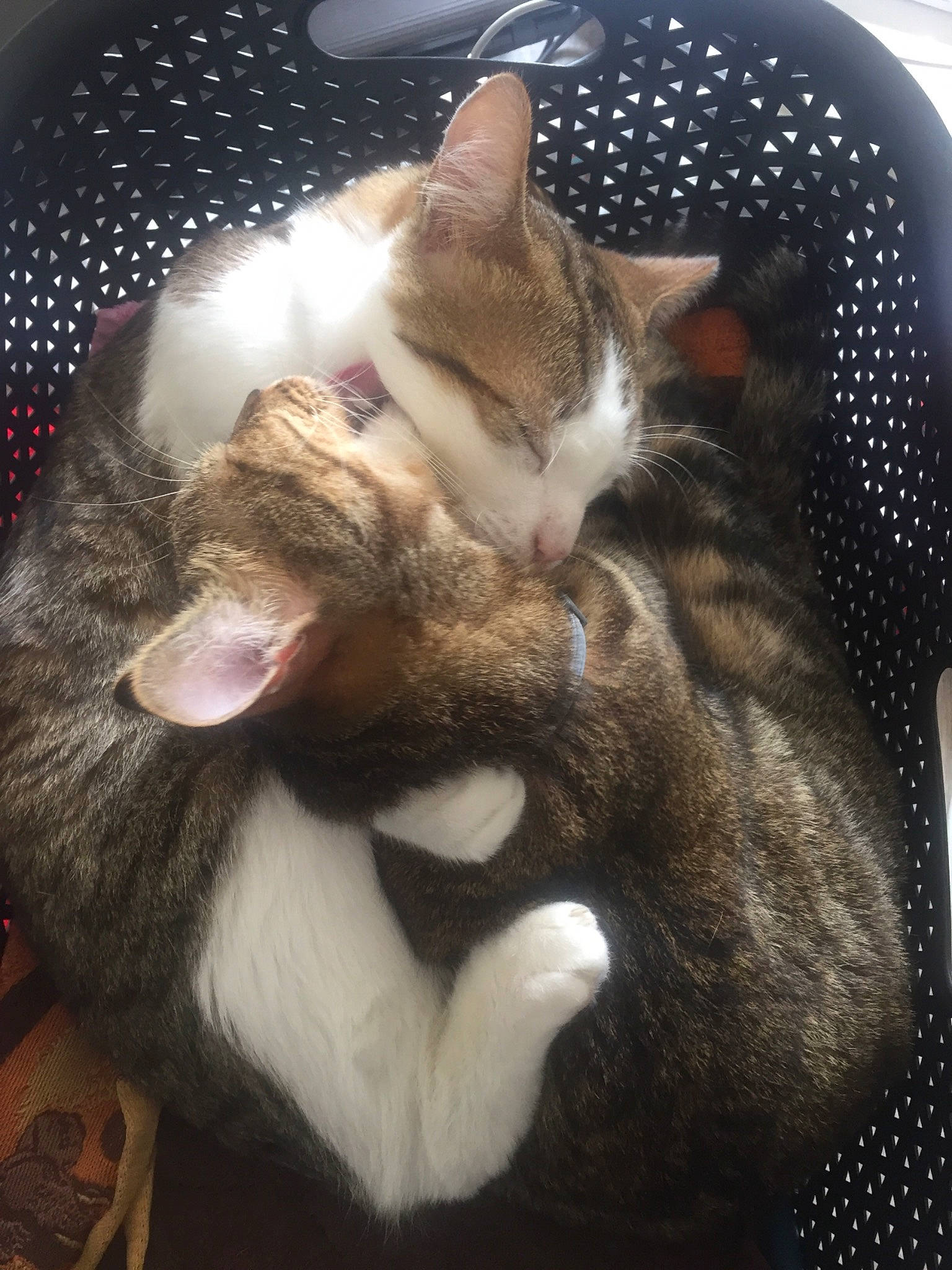 Kookie a rejoint le concours — aidez-le/la à gagner de superbes lots ! canidae, carnivore, cat, claw, comfort, domestic_short_haired_cat, ear, fang, fawn, felidae, fur, jaw, nap, paw, photo_caption, sleep, small_to_medium_sized_cats, snout, tail, whiskers