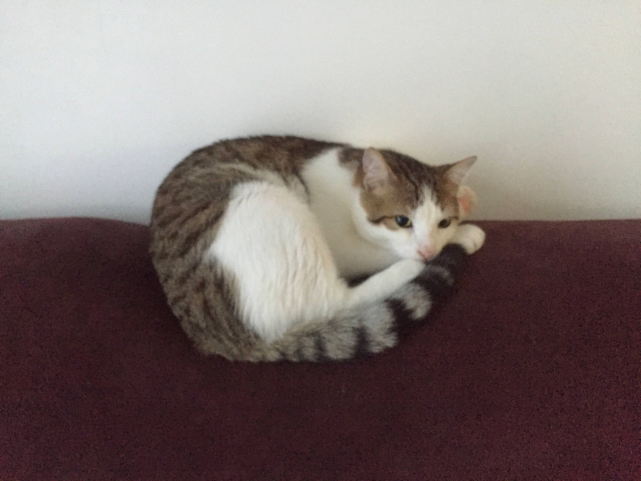 Kookie a rejoint le concours — aidez-le/la à gagner de superbes lots ! carnivore, cat, cat_supply, claw, comfort, domestic_short_haired_cat, felidae, fur, hardwood, paw, sitting, small_to_medium_sized_cats, snout, tail, terrestrial_animal, whiskers, wood