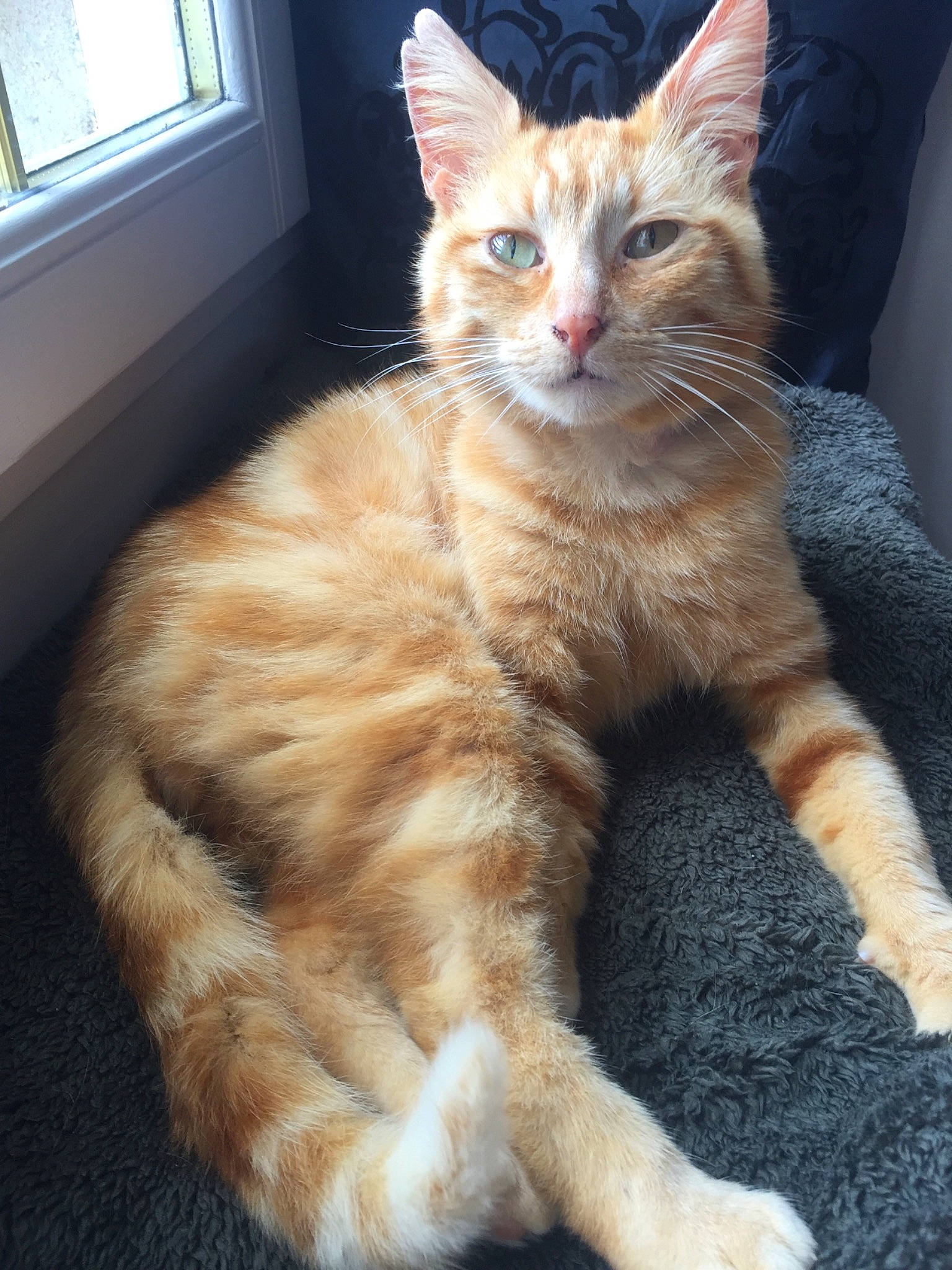 Nachos participe au concours pour gagner de l'argent avec cette photo : box, carnivore, cat, claw, domestic_short_haired_cat, fawn, felidae, fixture, fur, paw, sash_window, sitting, small_to_medium_sized_cats, snout, tail, whiskers, window, window_blind