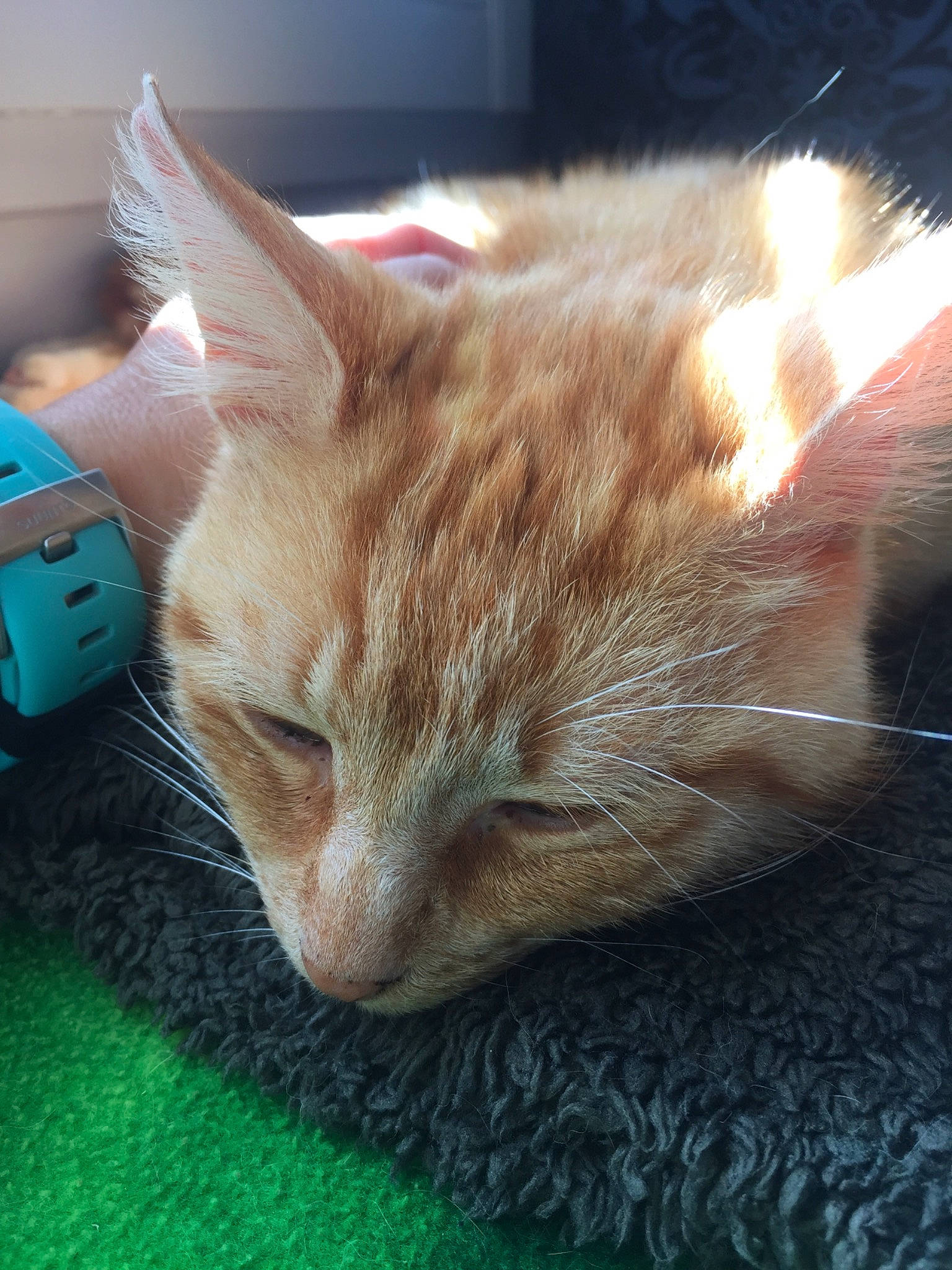 Nachos a rejoint le concours — aidez-le/la à gagner de superbes lots ! carnivore, cat, claw, comfort, domestic_short_haired_cat, ear, fawn, felidae, fur, nap, paw, sleep, small_to_medium_sized_cats, snout, tail, whiskers