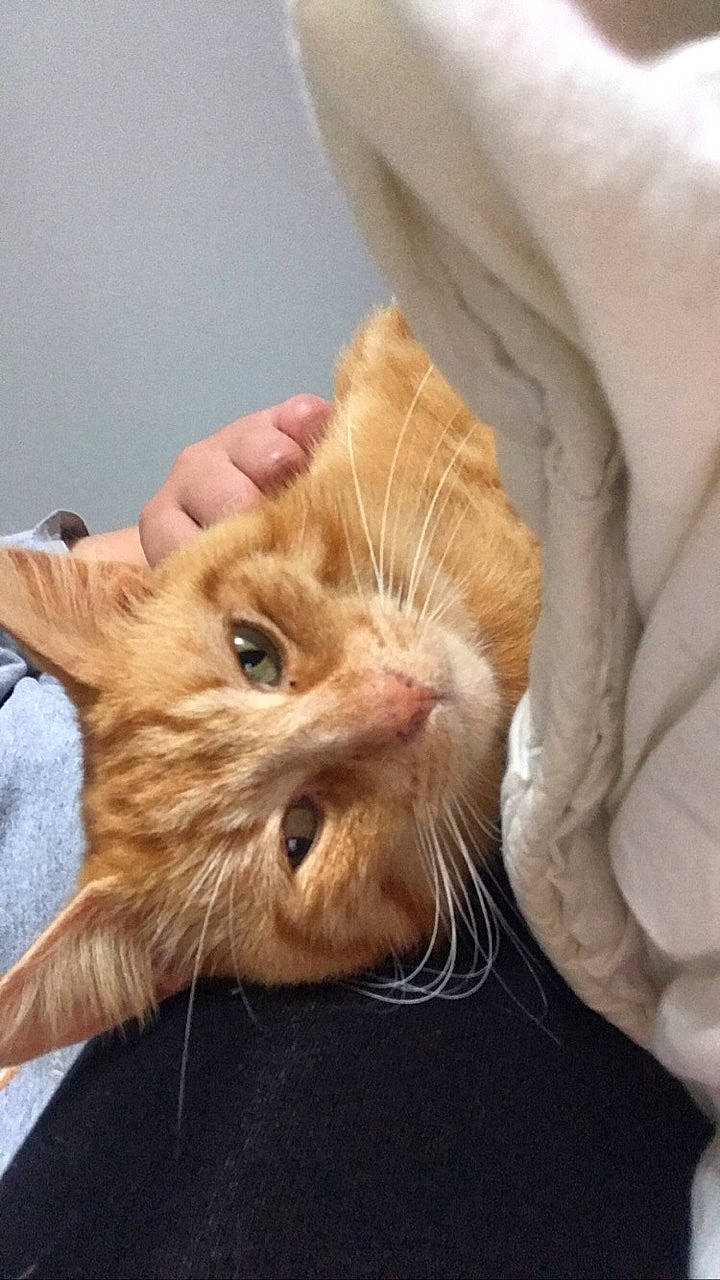 Nachos participe au concours pour gagner de l'argent avec cette photo : carnivore, cat, claw, comfort, domestic_short_haired_cat, ear, fawn, felidae, foot, fur, gesture, human_leg, linens, nail, nap, nose, paw, small_to_medium_sized_cats, snout, whiskers