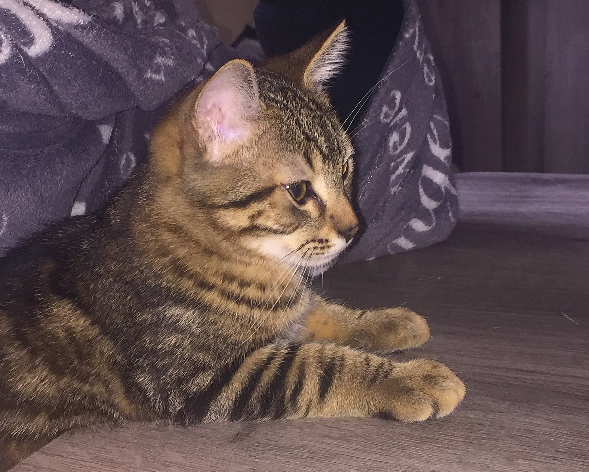 Brody a rejoint le concours — aidez-le/la à gagner de superbes lots ! asian, bengal, california_spangled, carnivore, cat, chausie, domestic_short_haired_cat, dragon_li, egyptian_mau, european_shorthair, eye, felidae, mammal, ocicat, pixie_bob, small_to_medium_sized_cats, snout, tabby_cat, vertebrate, whiskers