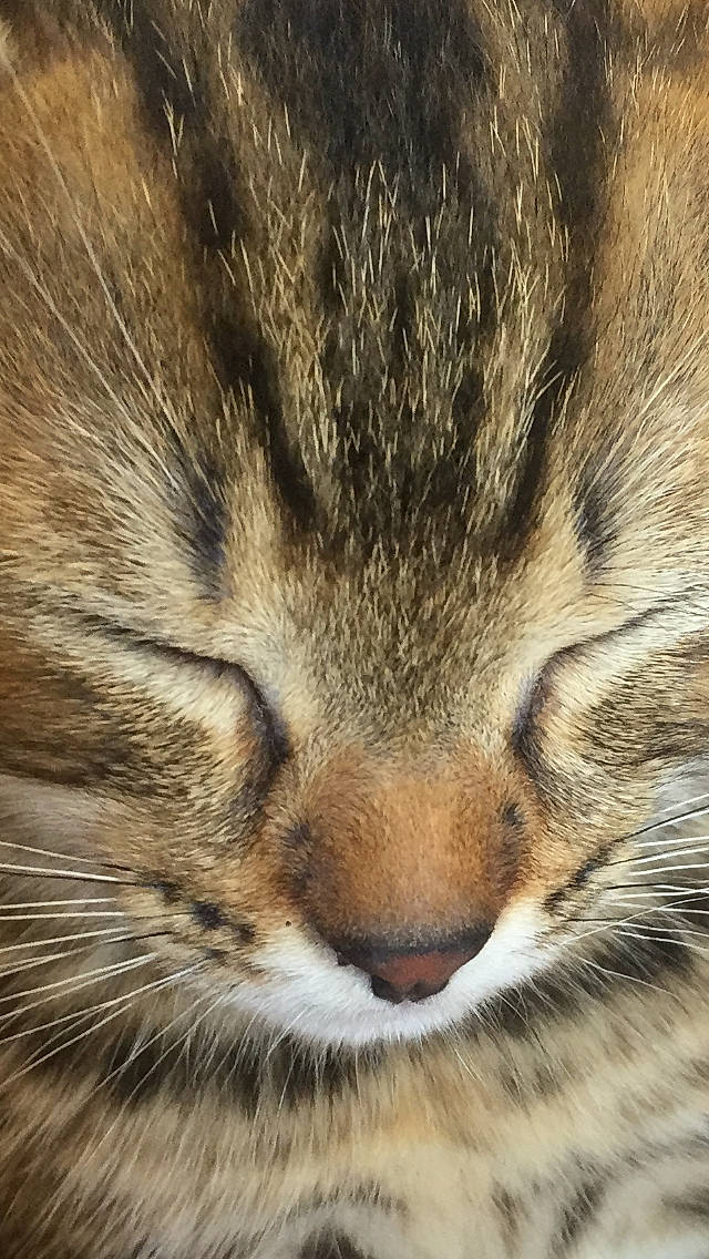 Brody a rejoint le concours — aidez-le/la à gagner de superbes lots ! american_bobtail, asian, carnivore, cat, close_up, domestic_short_haired_cat, european_shorthair, eye, felidae, fur, mammal, norwegian_forest_cat, nose, pixie_bob, small_to_medium_sized_cats, snout, tabby_cat, whiskers, wild_cat, wildlife