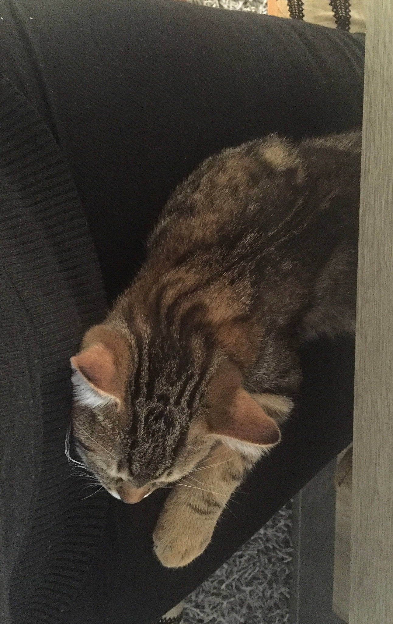 Brody a rejoint le concours — aidez-le/la à gagner de superbes lots ! american_shorthair, asian, bengal, california_spangled, carnivore, cat, domestic_short_haired_cat, dragon_li, ear, european_shorthair, felidae, fur, kitten, ocicat, small_to_medium_sized_cats, snout, tabby_cat, tail, whiskers