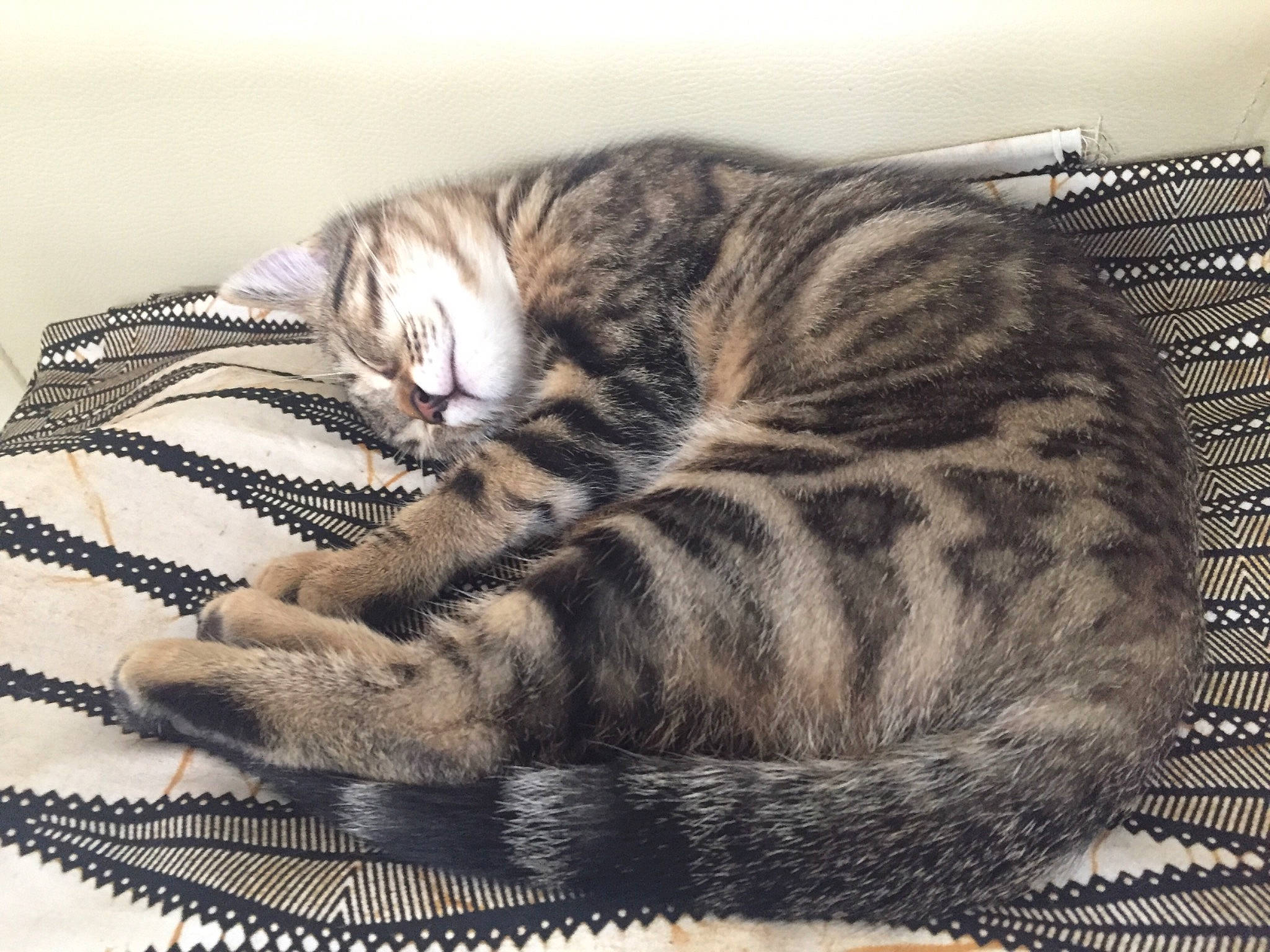 Brody a rejoint le concours — aidez-le/la à gagner de superbes lots ! american_shorthair, asian, bengal, california_spangled, carnivore, cat, domestic_short_haired_cat, dragon_li, european_shorthair, felidae, fur, mammal, nap, paw, small_to_medium_sized_cats, snout, tabby_cat, tail, vertebrate, whiskers