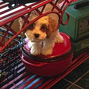 Chase is registered to the contest to win money with this photo: animal, brown_and_white, cast_iron_skillet, container, curious, cute, dog, floor_tiles, fluffy, furniture, green_scale, household_items, indoor, kitchen, looking_at_camera, pet, puppy, red_metal_rack, red_pot, small_dog