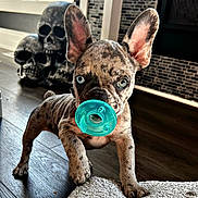 Coco joined the competition — help win amazing prizes! french_bulldog, puppy, brindle, pacifier, blue, dog, pet, floor, wooden_floor, decor, skulls, indoor, cute, animal, ears, eyes, texture, mat, playful, young