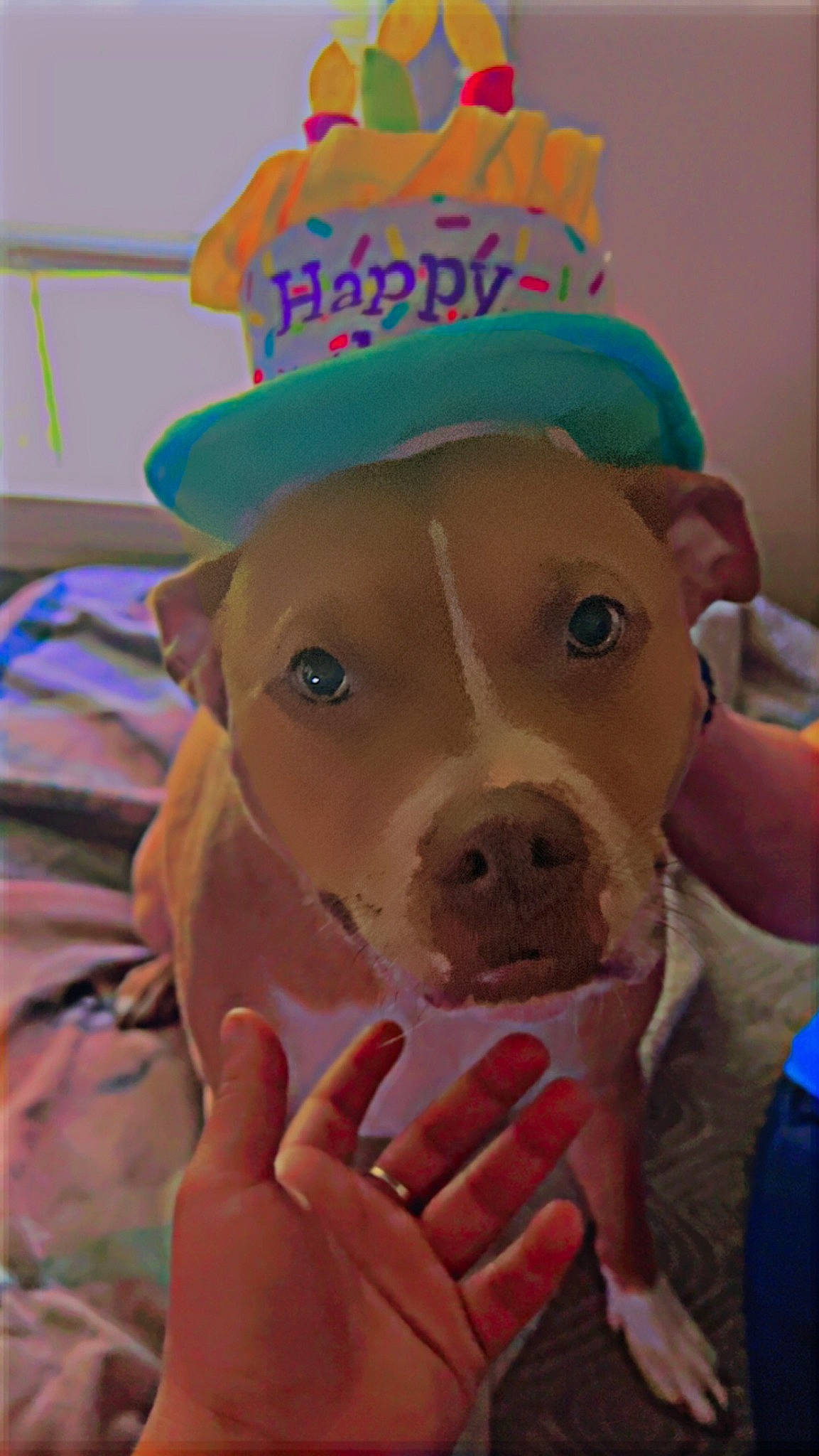 Dior joined the competition — help win amazing prizes! baseball_cap, cap, dairy_cow, dog_breed, fawn, fun, gesture, happy, icing, livestock, nail, party_hat, party_supply, personal_protective_equipment, pink, snout, suidae, sun_hat, thumb, working_animal
