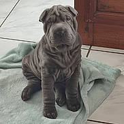 Aya participe au concours pour gagner de l'argent avec cette photo : animal, brown_dog, calm, canine, companion, cute, dog, door, floor, indoor, pet, puppy, shar_pei, sitting, soft, tile, towel, wood, wrinkles, young_dog
